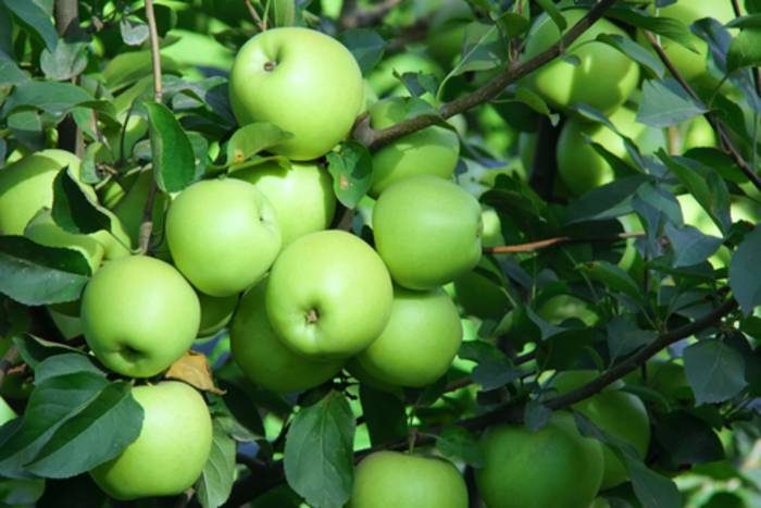 mediphyt-ingredient-malus-domestica-fruit-cell-culture