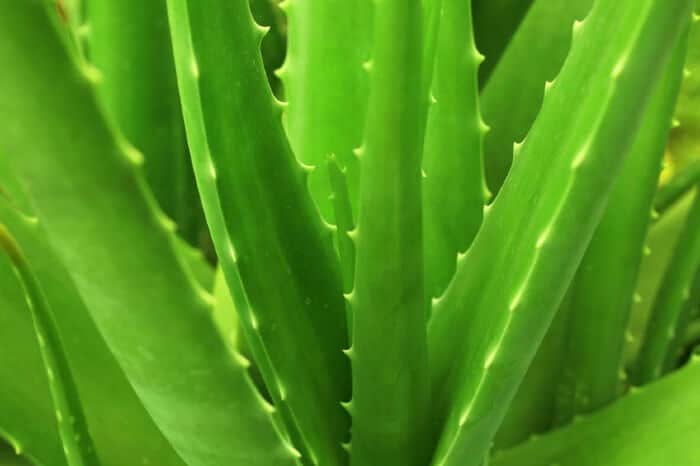 mediphyt-ingredient-aloe-barbadensis-leaf-extract