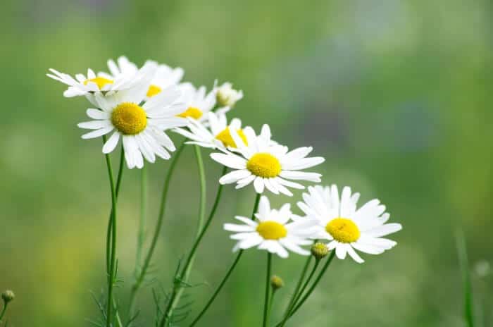 mediphyt-ingredient-chamomile